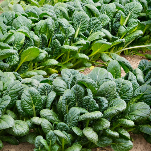 Komatsuna Tendergreen Spinach Mustard